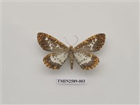 藏品(狹翅豹紋尺蛾)的圖片